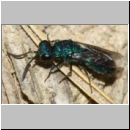 Trichrysis cyanea - Goldwespe 03f 6mm OS-Wallenhorst-Tongrube-Lehmwand.jpg